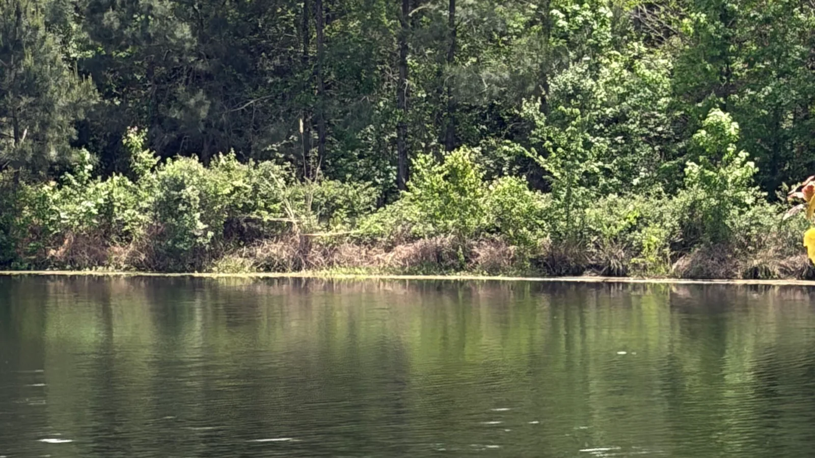 Pond with pine woods along the far bank, land clearing
