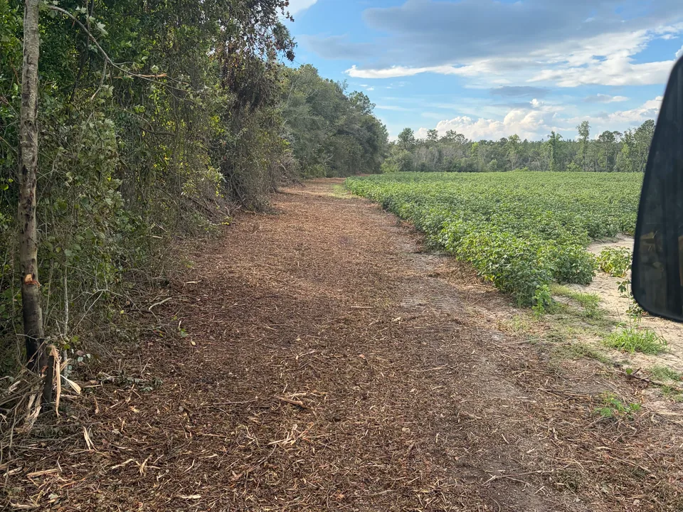 Mulched strip along a crop field beside the woods, forestry mulching