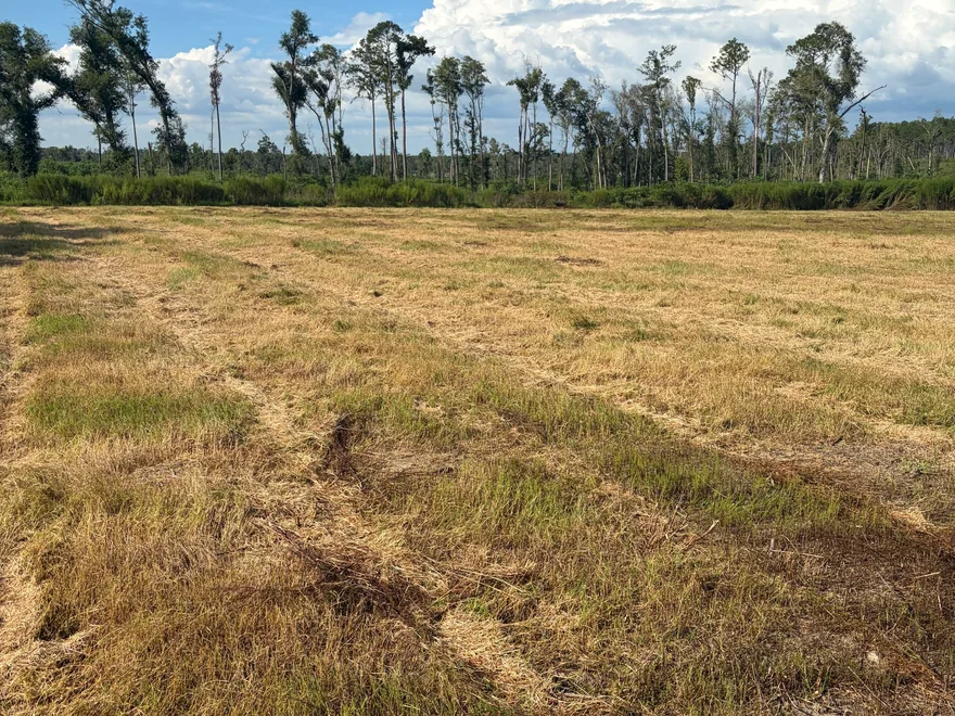 Overgrown field cut down with machine tracks through it, bush hogging and brush cutting