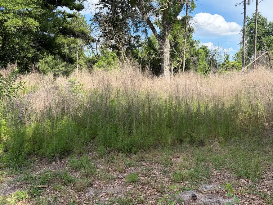 Tall grass at the edge of a lot with the ground in front cut down, bush hogging and brush cutting