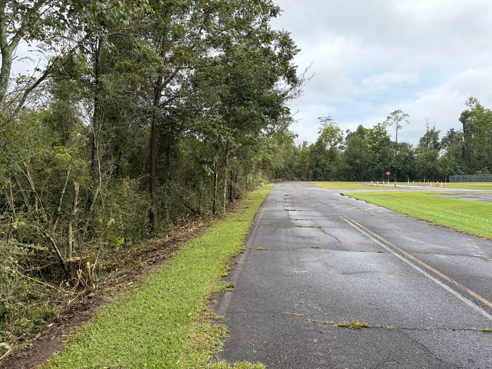 Brush cut back along a paved road with a mowed shoulder, bush hogging and brush cutting