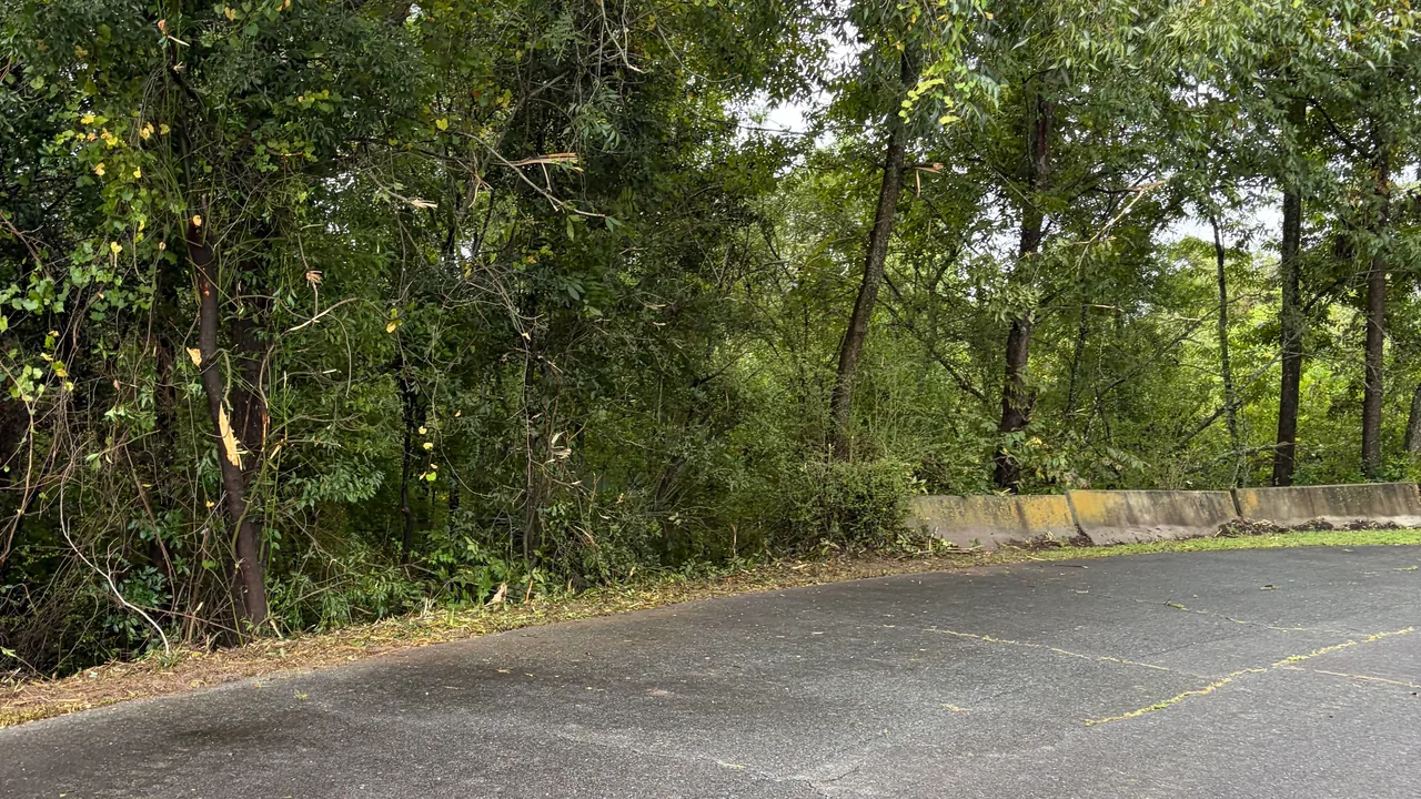 Tree line trimmed back along a paved road, brush cutting