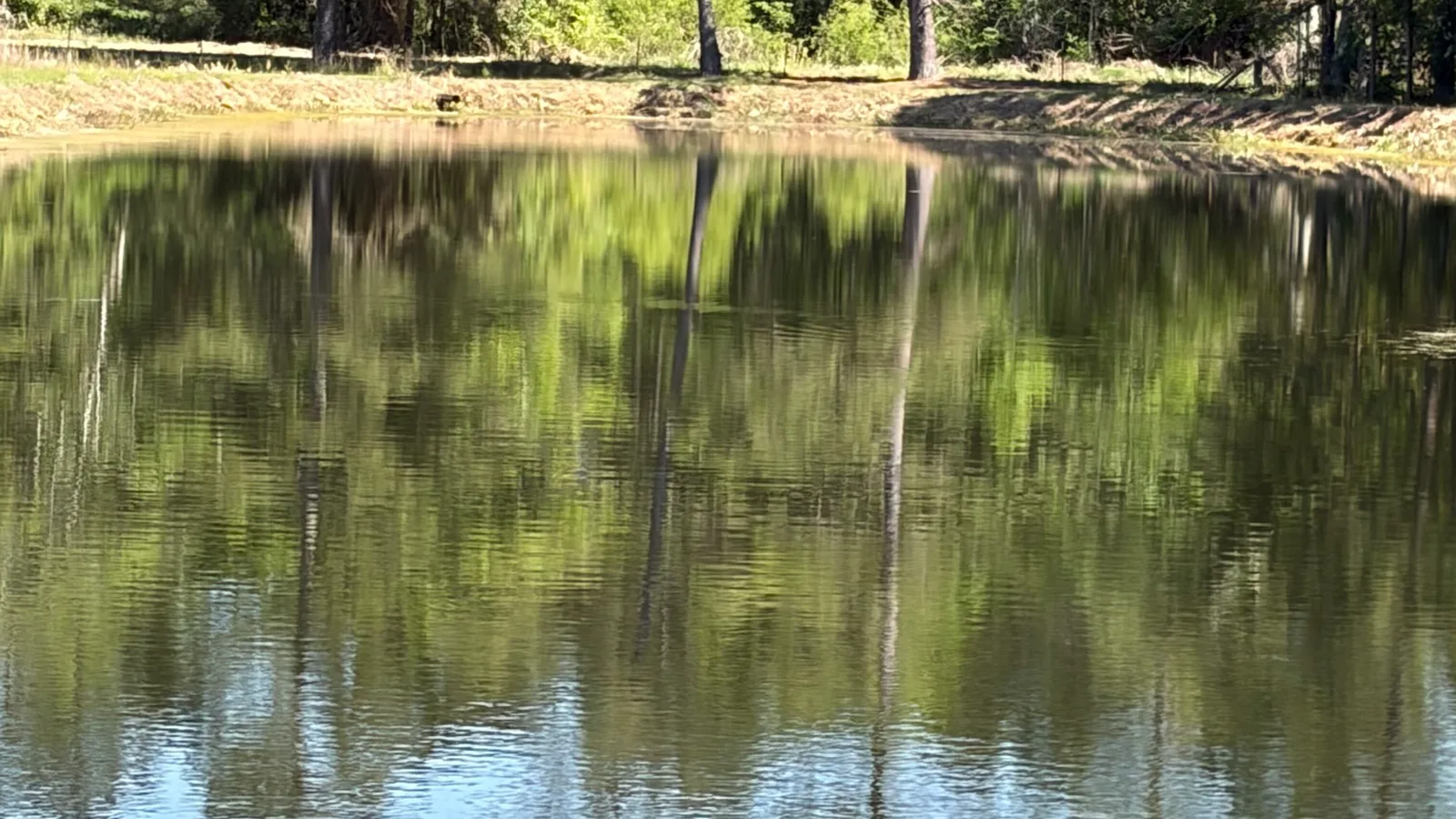 Pond reflecting the trees with the far bank cut back, land clearing