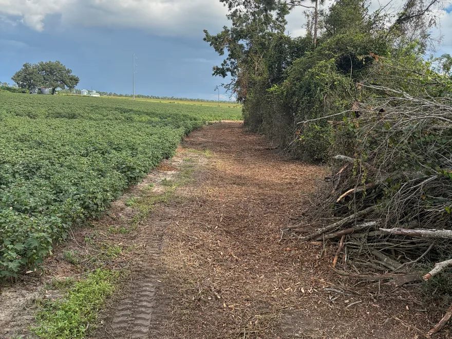 Field edge mulched back from the tree line with brush along the side, forestry mulching