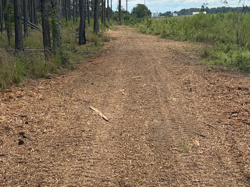 Mulched lane along a stand of tall pines, forestry mulching