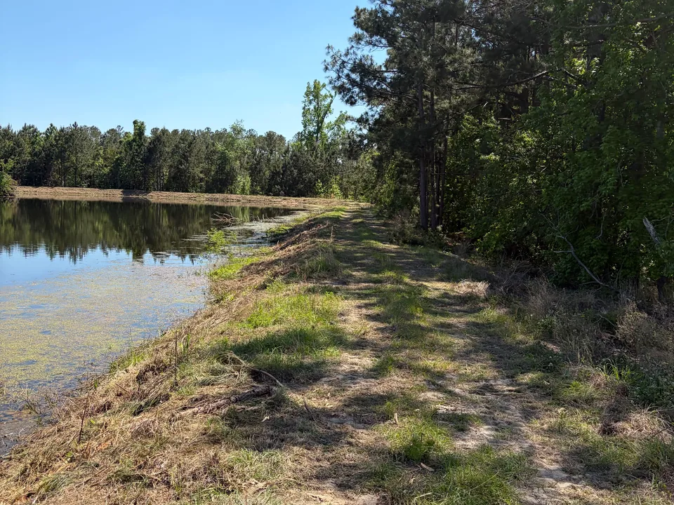 Pond bank with the brush mulched and left on the ground, forestry mulching