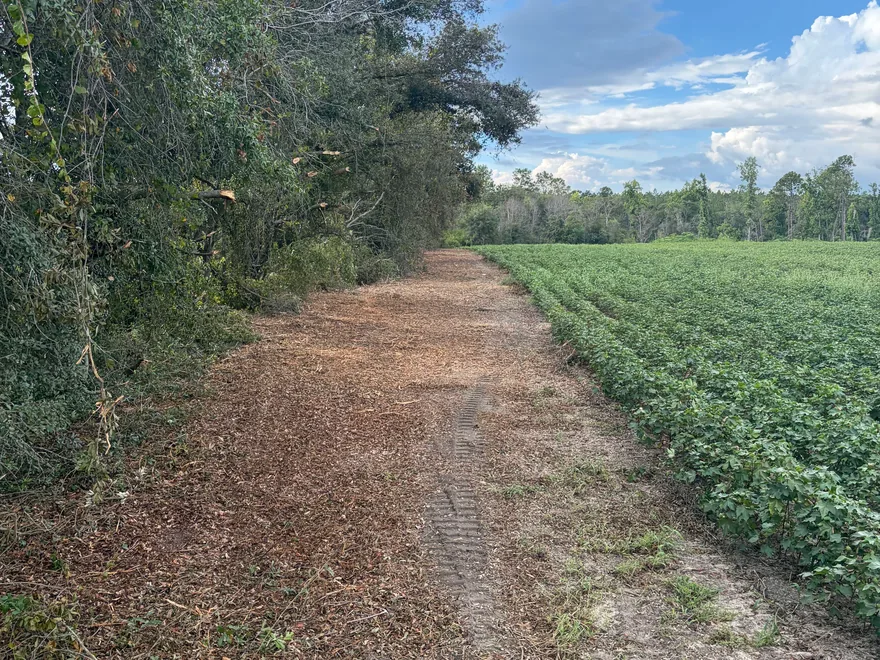 Mulched strip between the woods and a crop field, forestry mulching