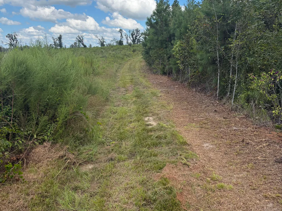 Lane mowed along a field edge beside thick brush, hunting lane clearing