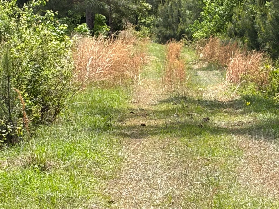 Lane cut through brush toward the pines, hunting lane clearing