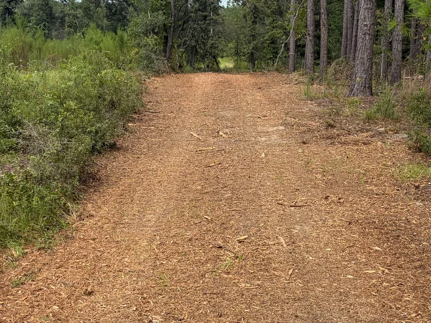 Mulched hunting lane through a stand of pines, hunting lane clearing