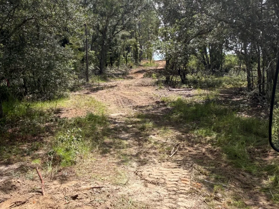 Trail cleared through the woods with machine tracks, hunting lane clearing