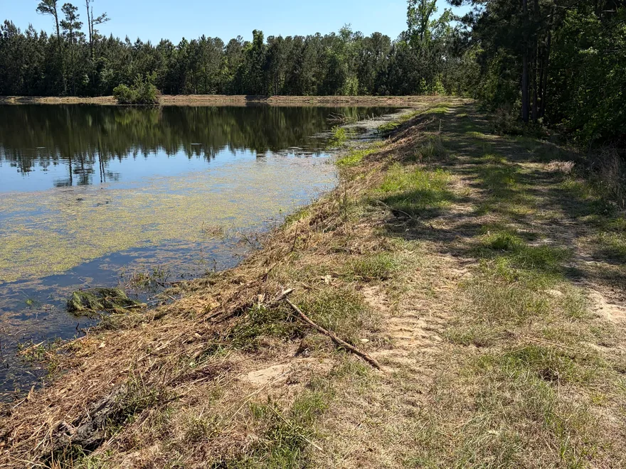 Pond bank cleared of brush and small trees, land clearing
