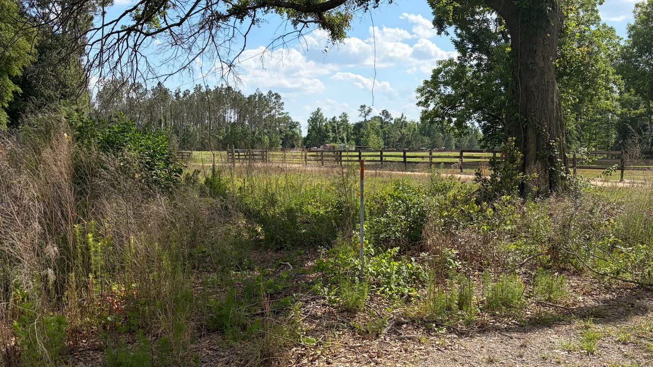 Live oak and brush beside a fenced pasture, land clearing
